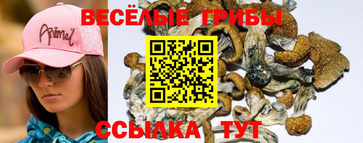 Псилоцибиновые грибы Psilocybine cubensis Клин